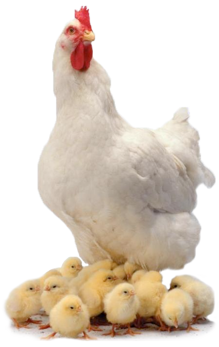 Chicken Transparent PNG Image