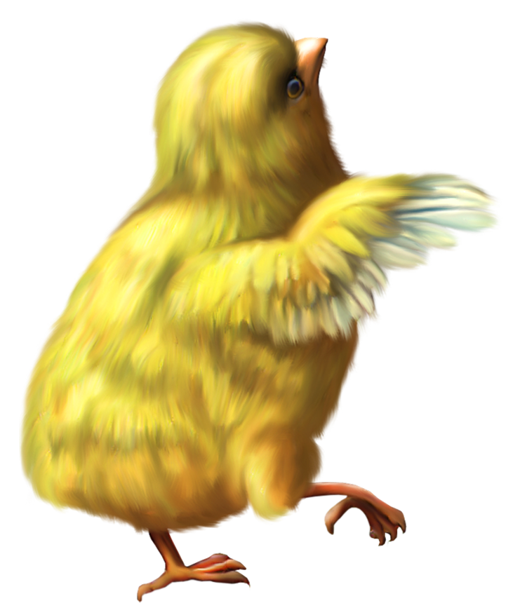 Chicken 12 Transparent PNG Image
