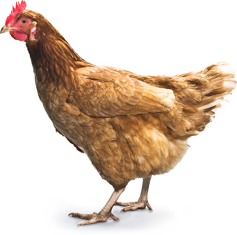Chicken 7 Transparent PNG Image