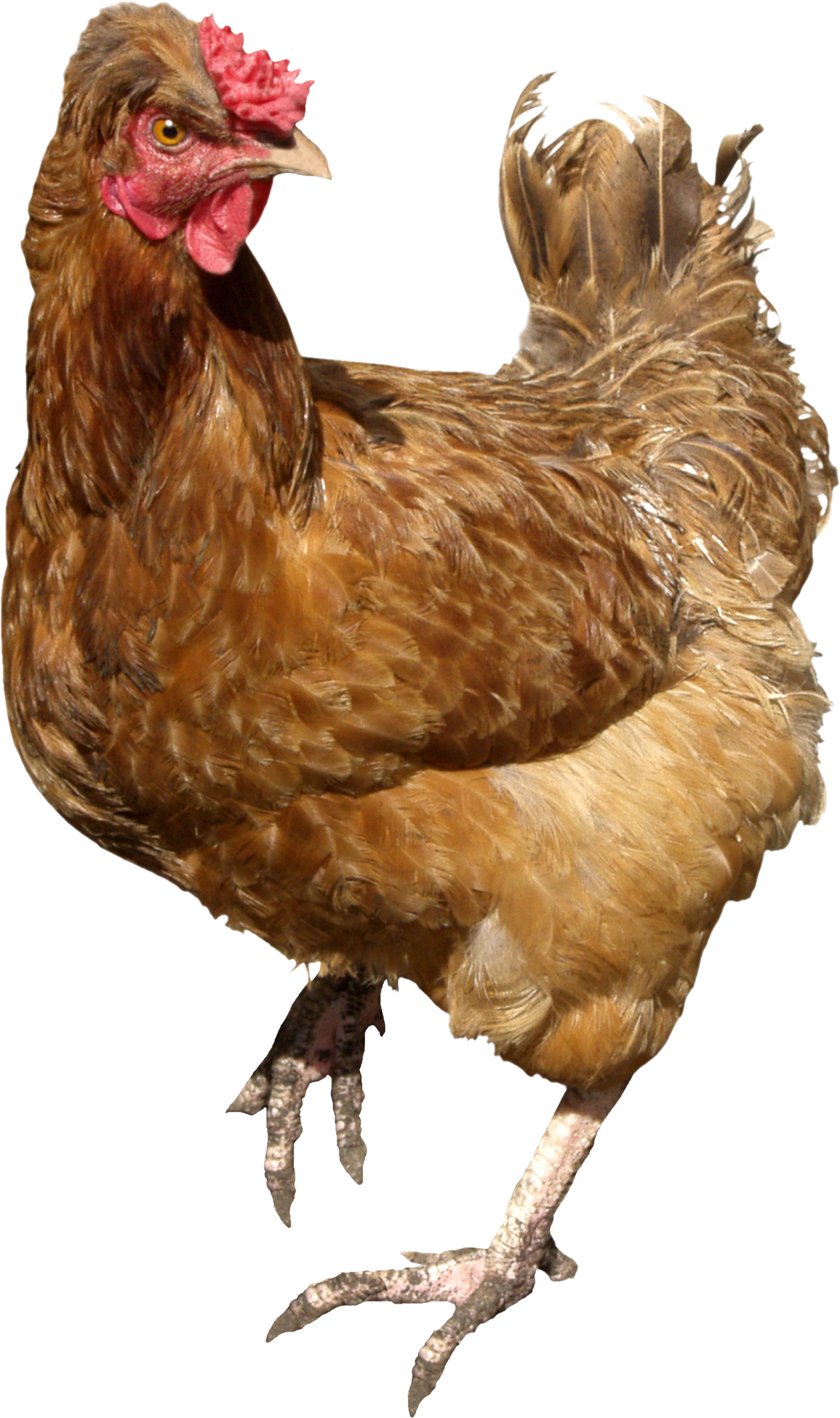 Chicken 6 Transparent PNG Image