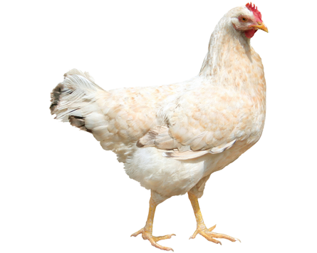 Chicken 3 Transparent PNG Image