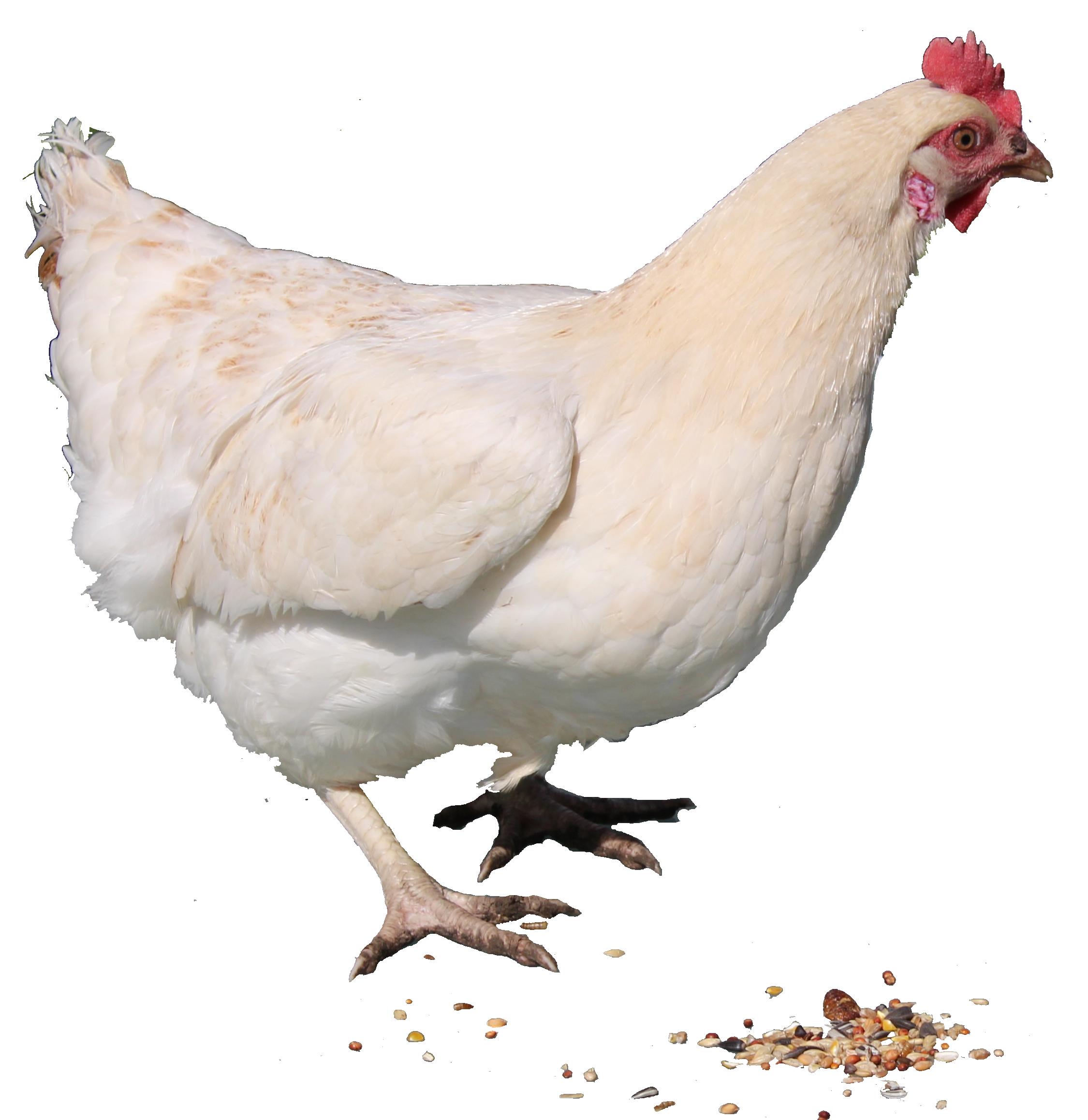 Chicken 2 Transparent PNG Image