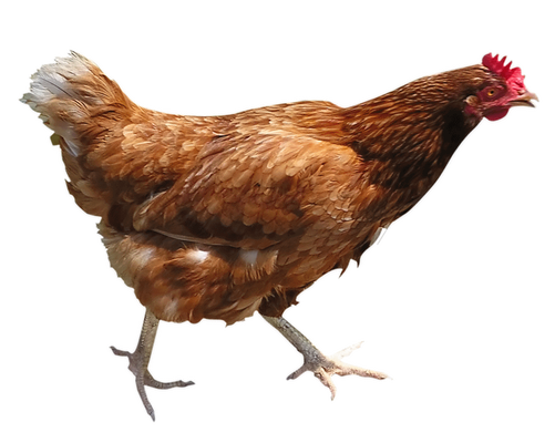 Chicken 11 Transparent PNG Image