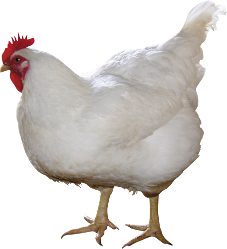 Chicken 10 Transparent PNG Image