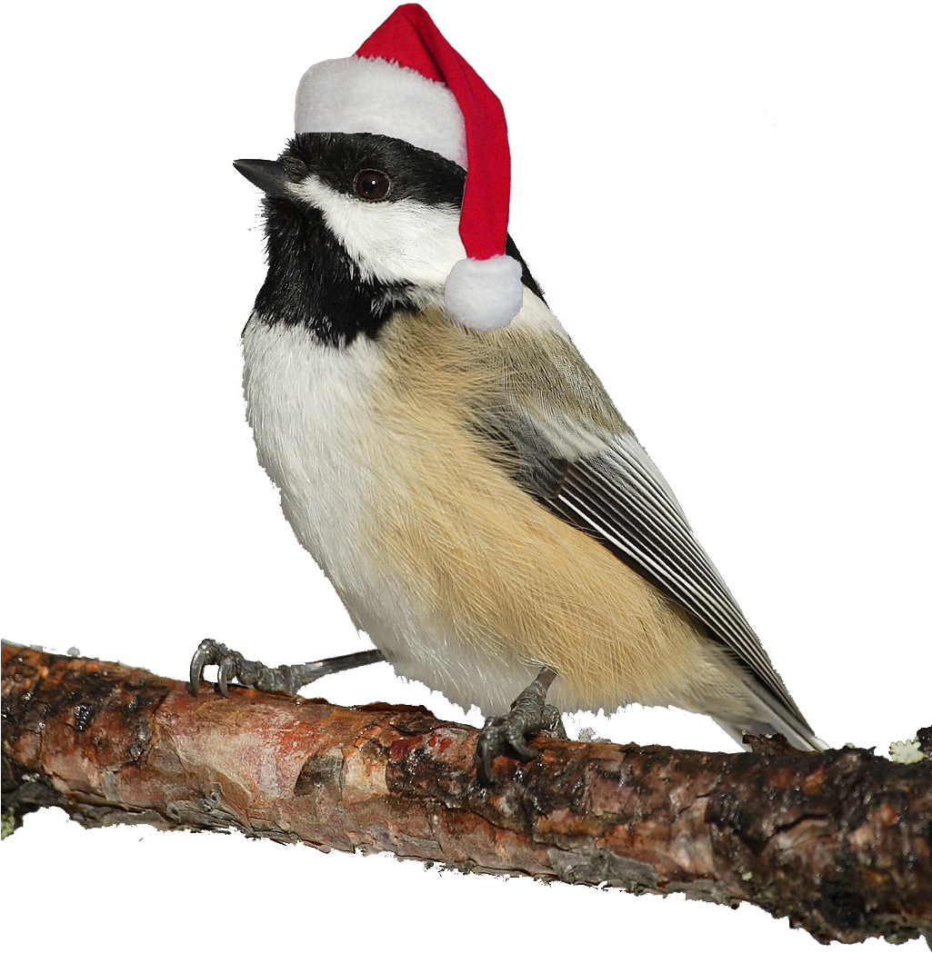 Christmas Bird Transparent PNG Image