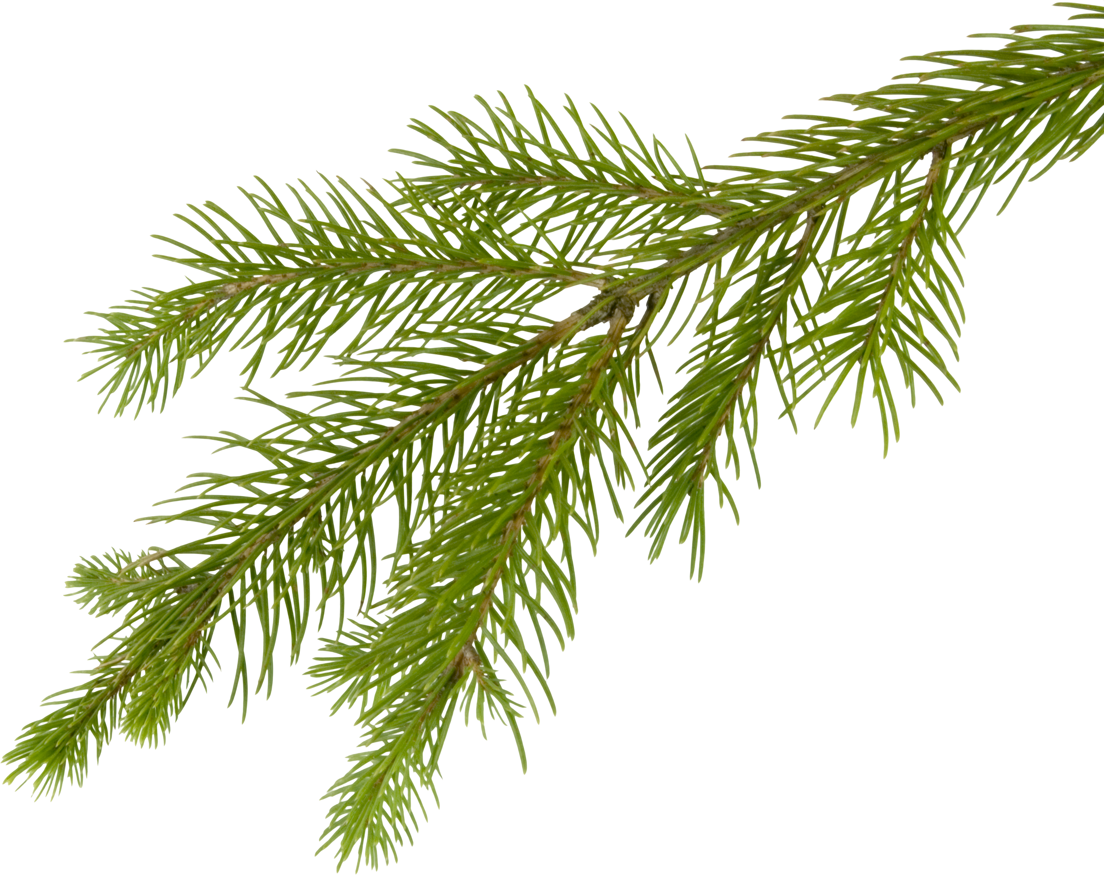 Branches Christmas Transparent PNG Image