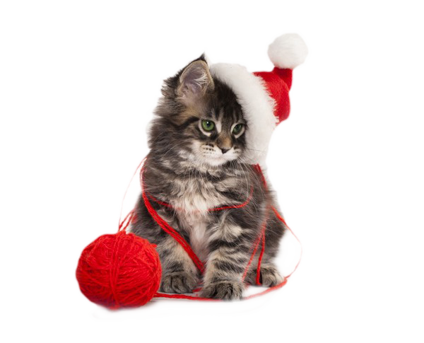Christmas Kitten Transparent PNG Image