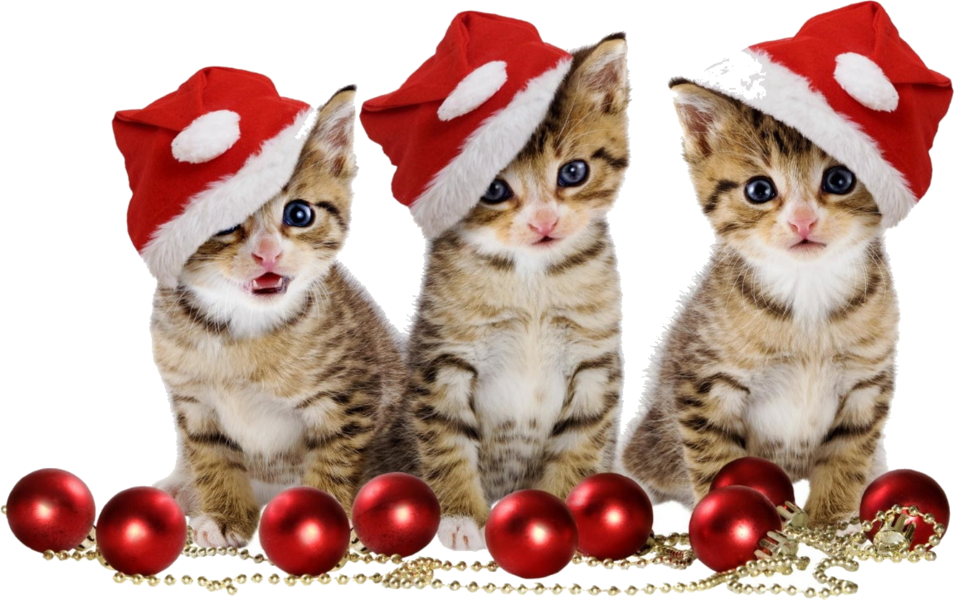 Christmas Kitten Transparent PNG Image