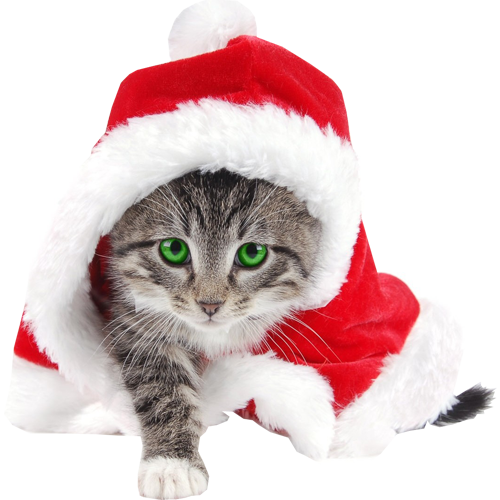 Pic Christmas Kitten Transparent PNG Image
