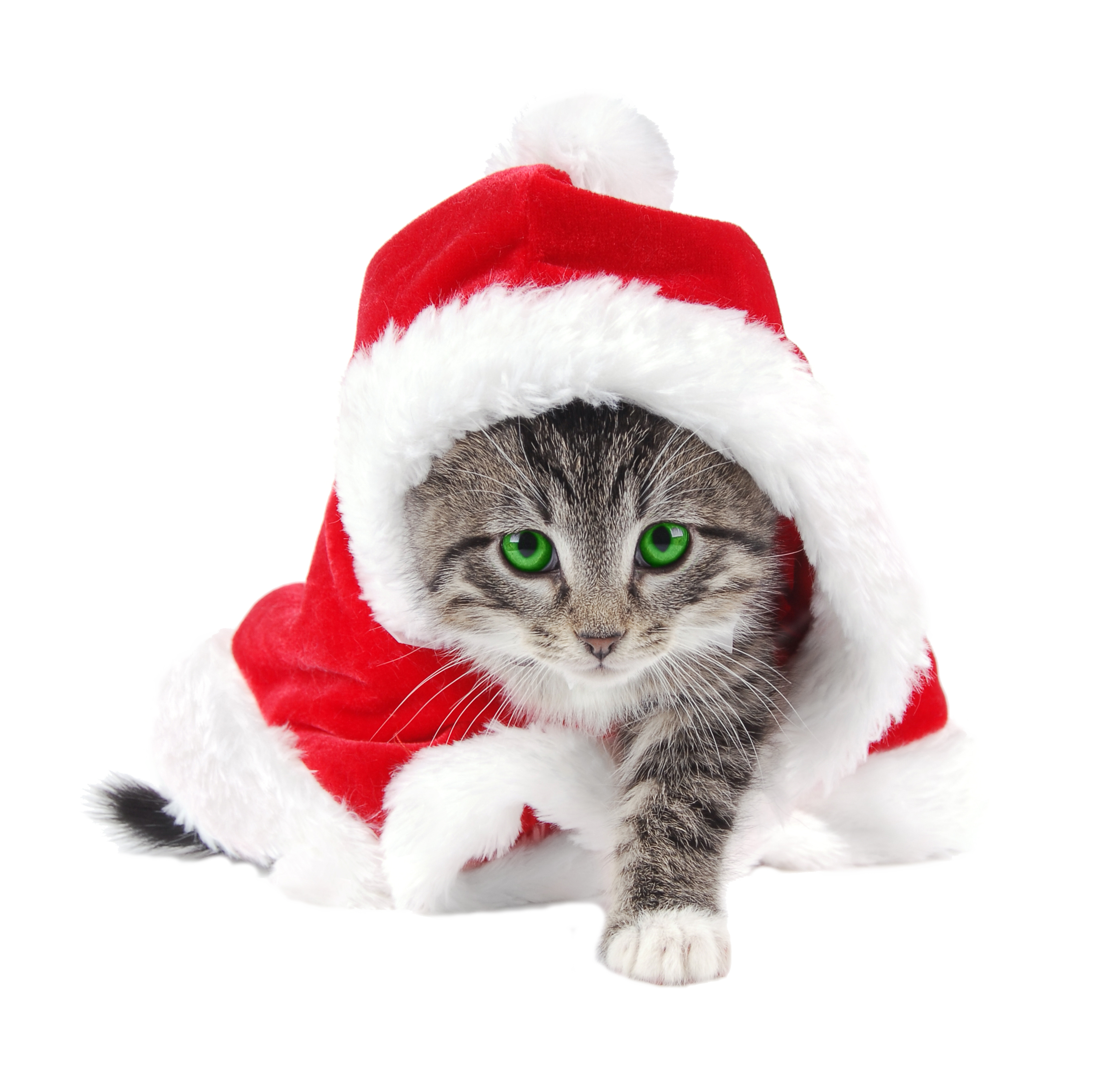 Christmas Kitten Transparent PNG Image