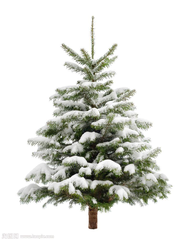 Fir Tree Christmas Transparent PNG Image