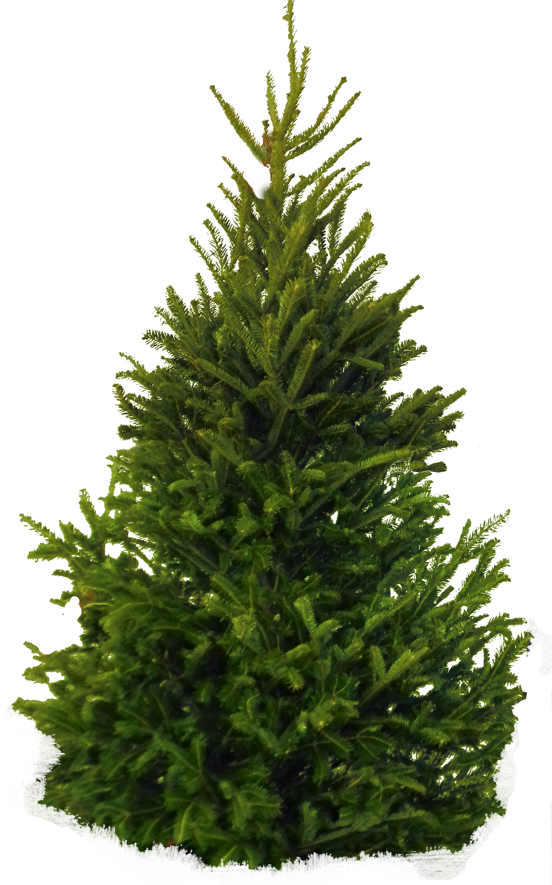 Fir Tree Christmas Transparent PNG Image