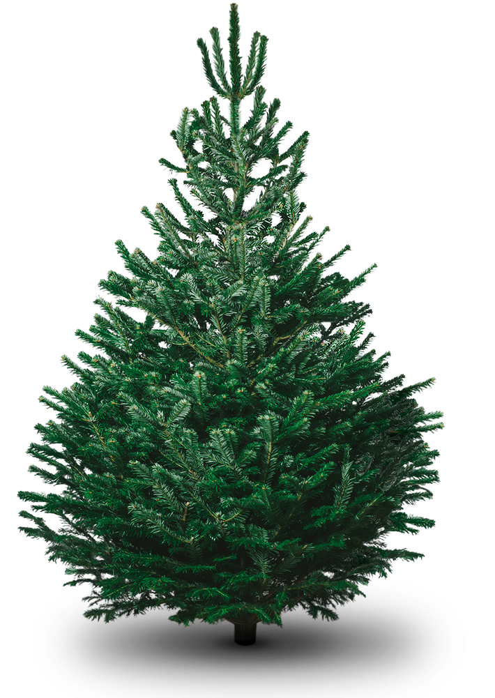 Fir Tree Christmas Transparent PNG Image