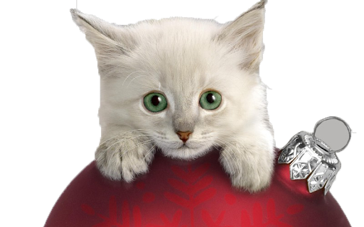 Christmas Cat Transparent PNG Image