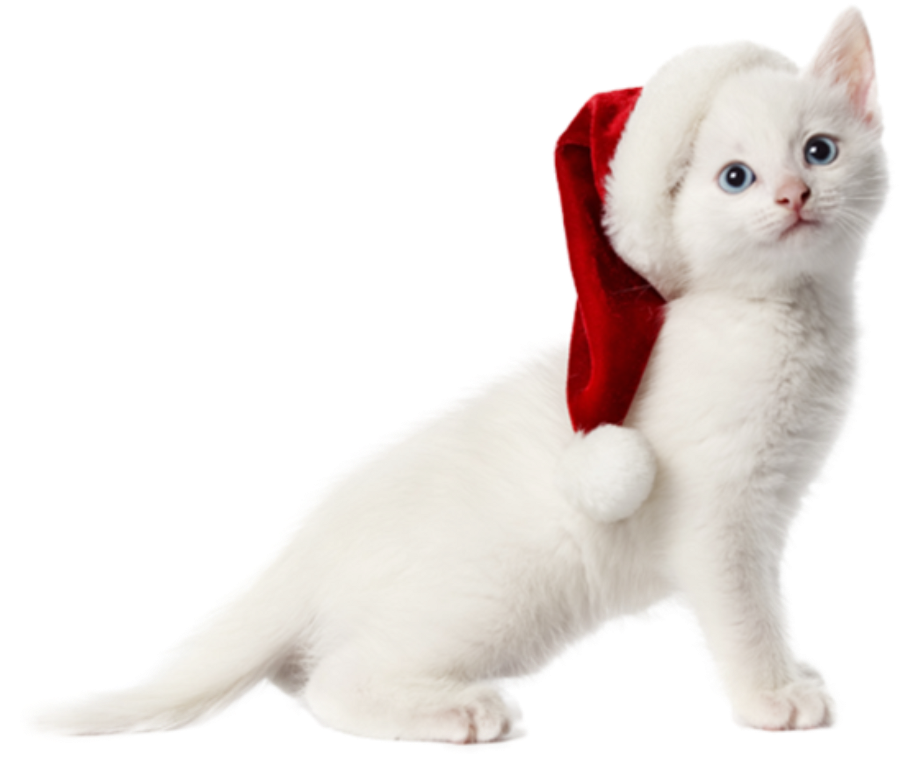 Christmas Cat Transparent PNG Image