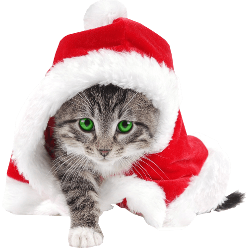 Christmas Cat Transparent PNG Image