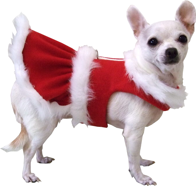 Real Christmas Animal Transparent PNG Image