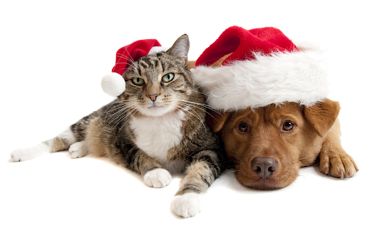 Real Christmas Animal Transparent PNG Image