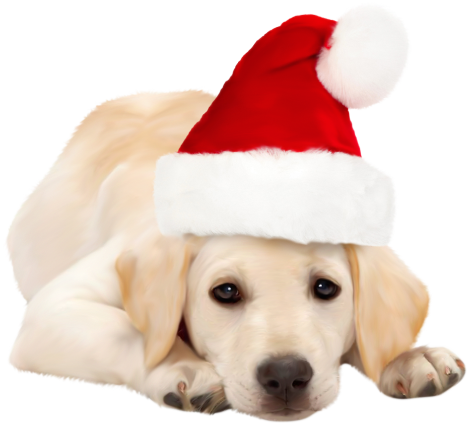 Real Christmas Animal Transparent PNG Image