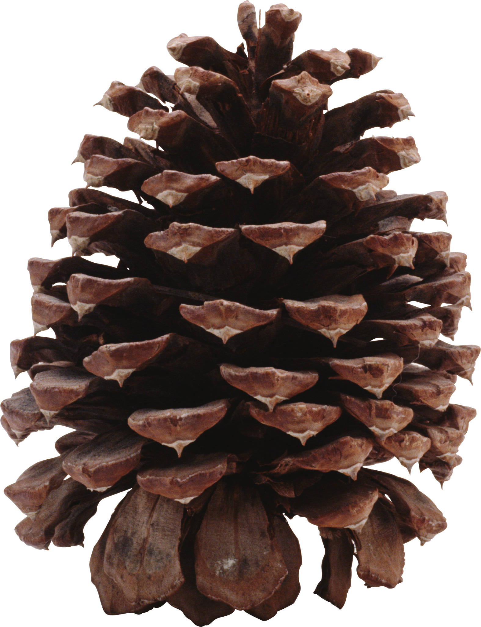 Christmas Pine Cone Transparent PNG Image