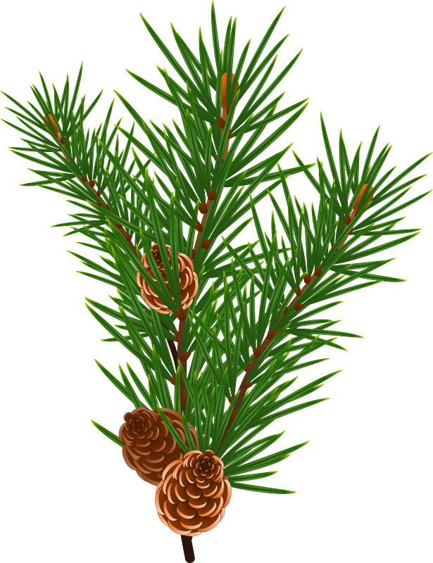 Christmas Pine Cone Transparent PNG Image