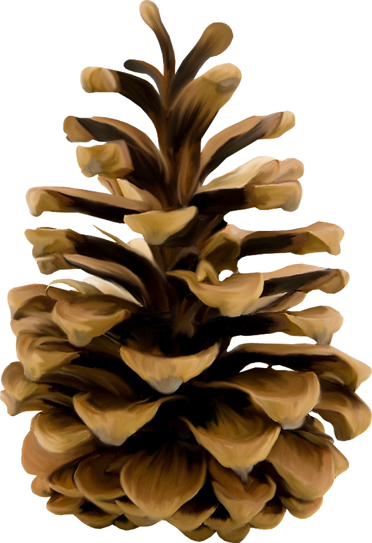 Christmas Pine Cone Transparent PNG Image