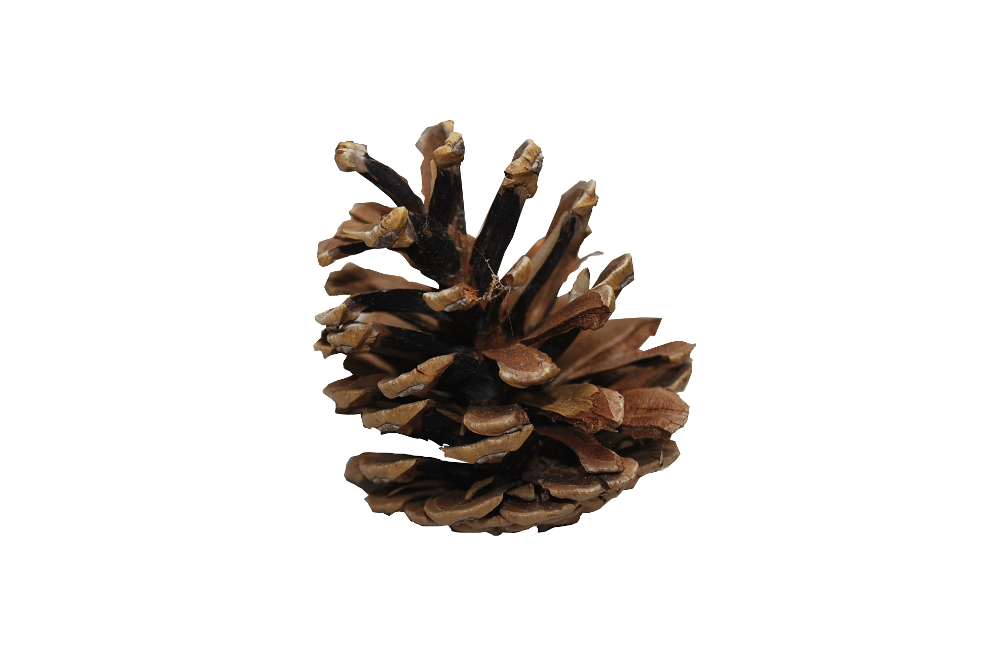 Christmas Pine Cone Transparent PNG Image