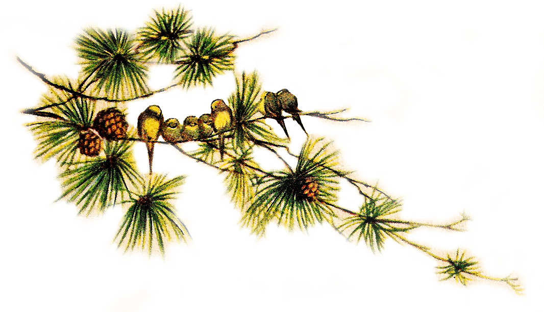 Christmas Pine Cone Transparent PNG Image