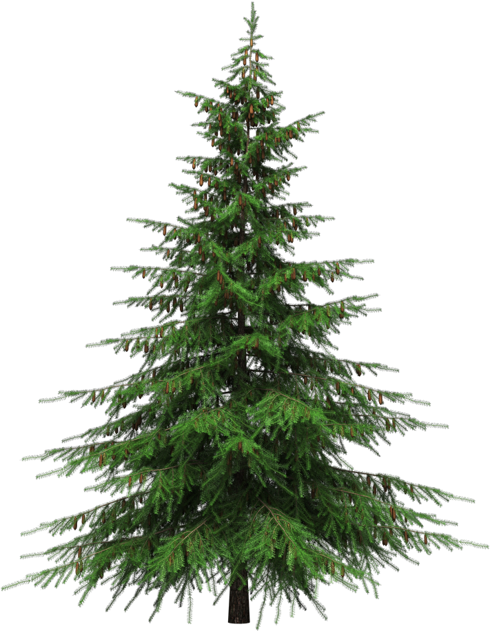 Fir-Tree Green Christmas Transparent PNG Image