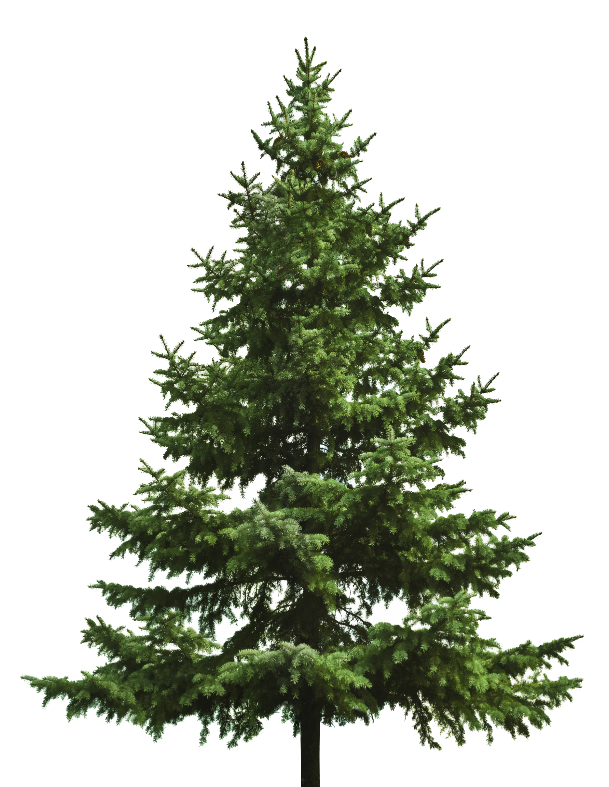 Fir-Tree Christmas Pine Transparent PNG Image