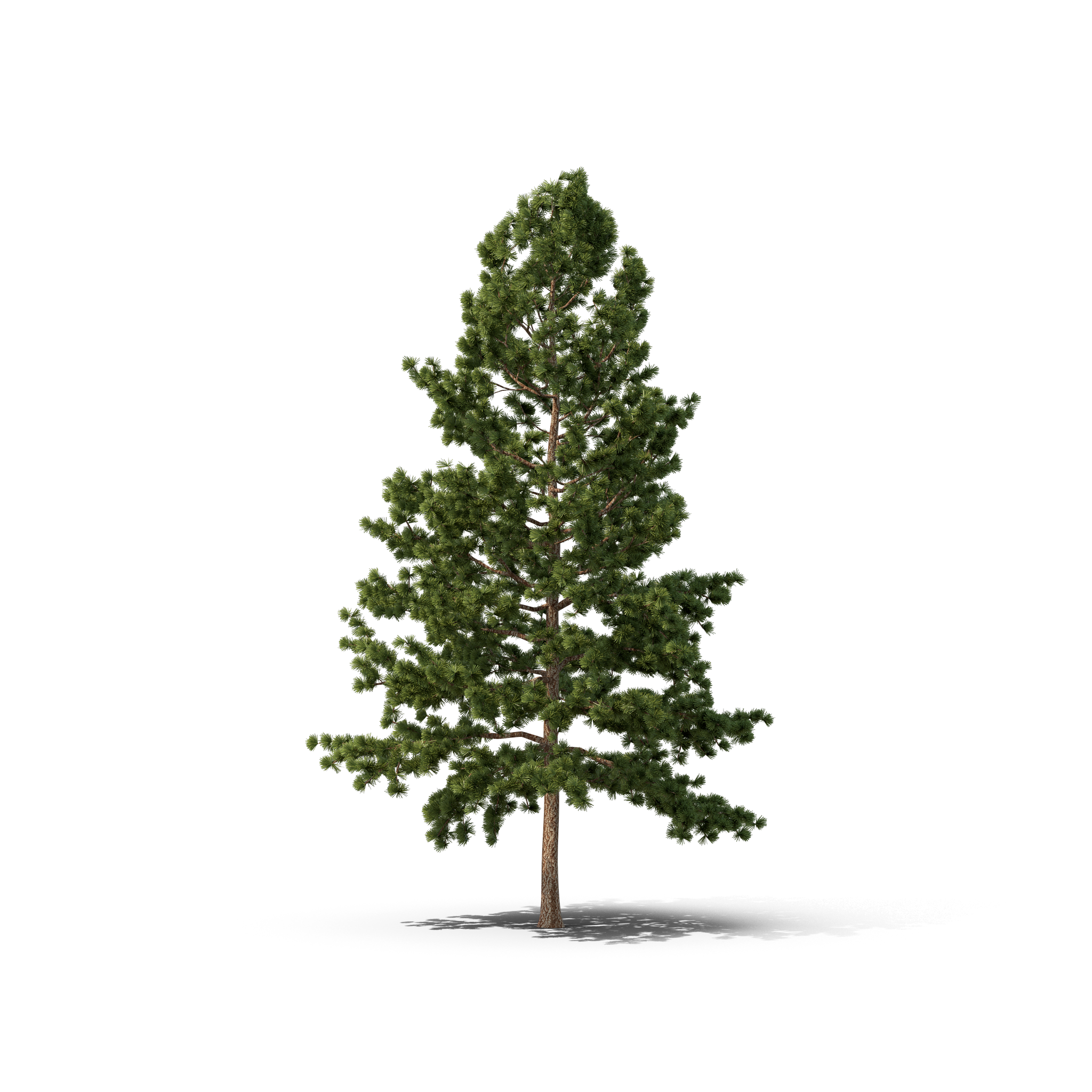Fir-Tree Christmas Pine Transparent PNG Image