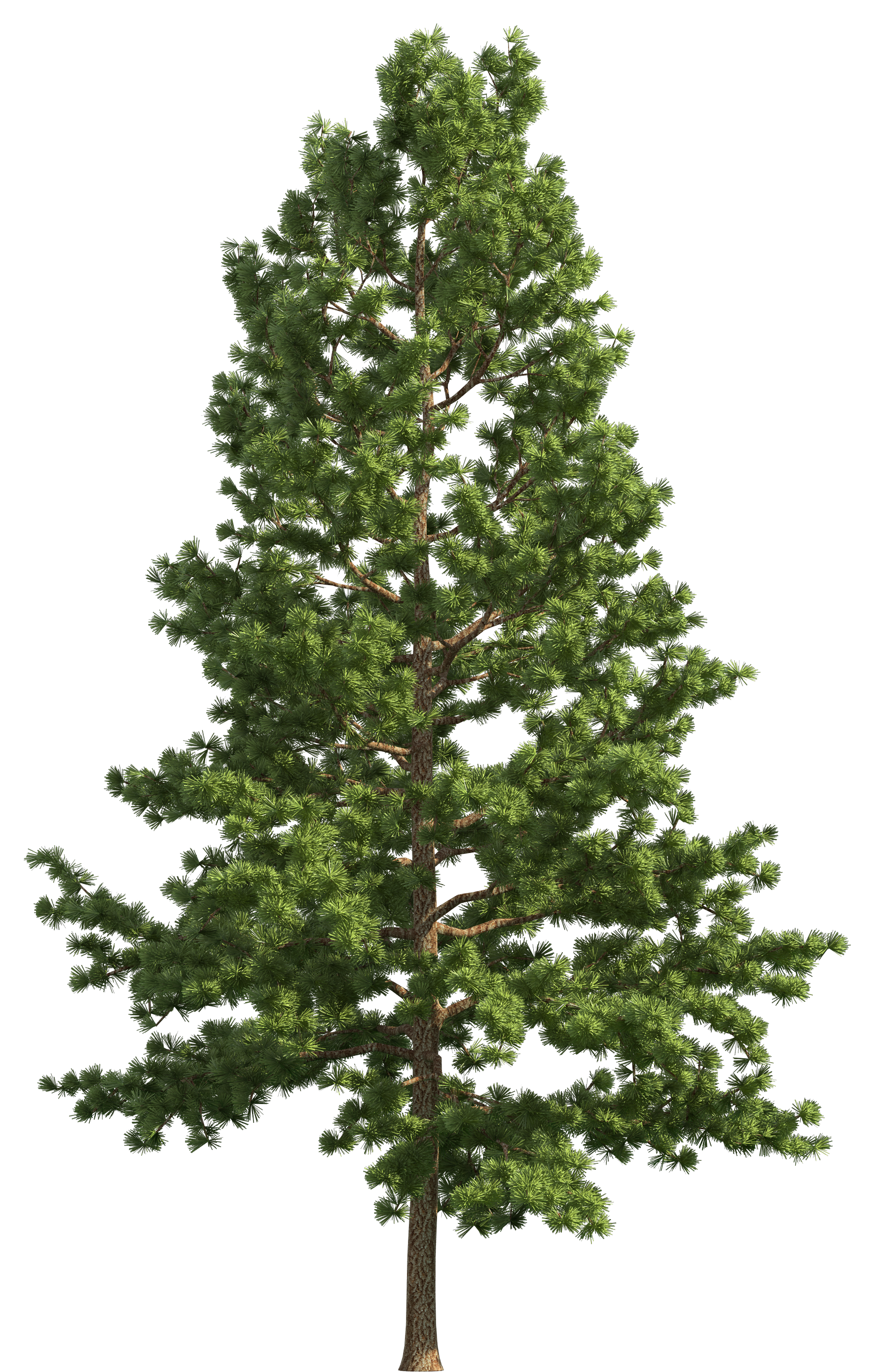 Real Fir-Tree Christmas Transparent PNG Image