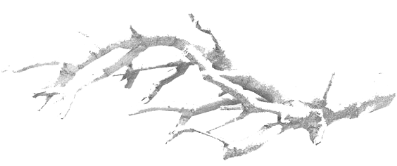 Christmas Nature Transparent PNG Image