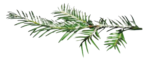 Christmas Nature Transparent PNG Image