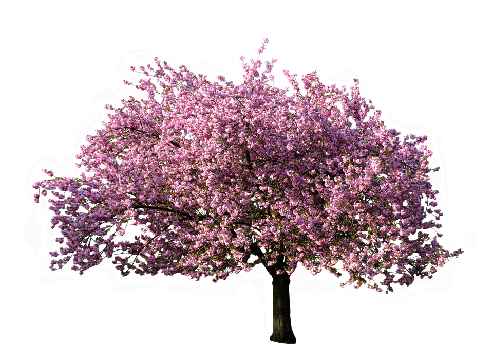 Christmas Nature Background Transparent PNG Image