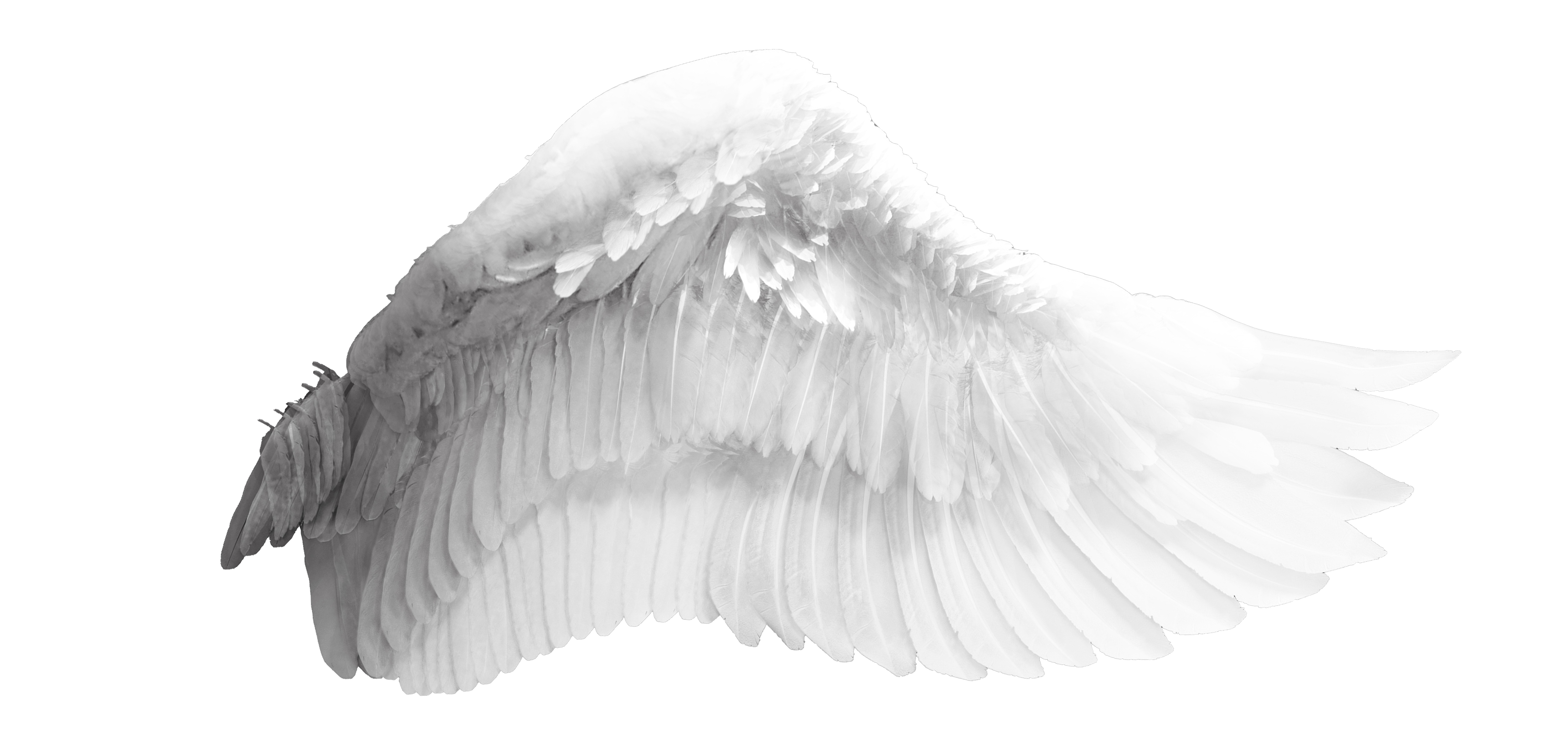 Wings Wing Angel Bird Transparent PNG Image
