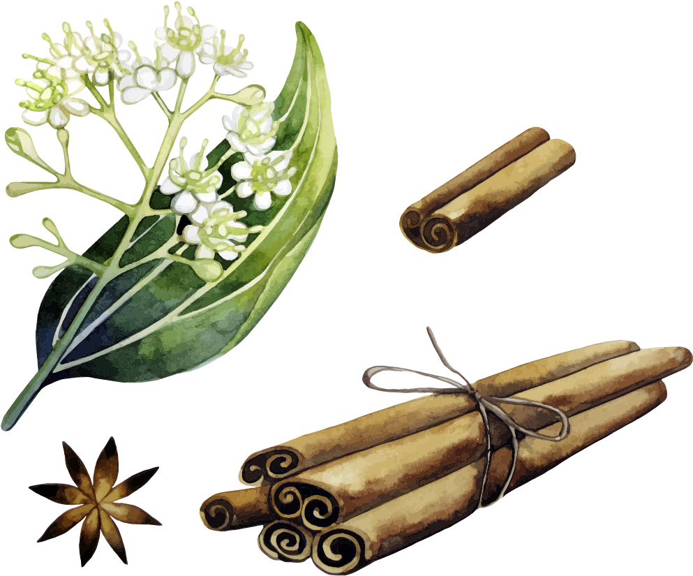 Cinnamon Transparent PNG Image