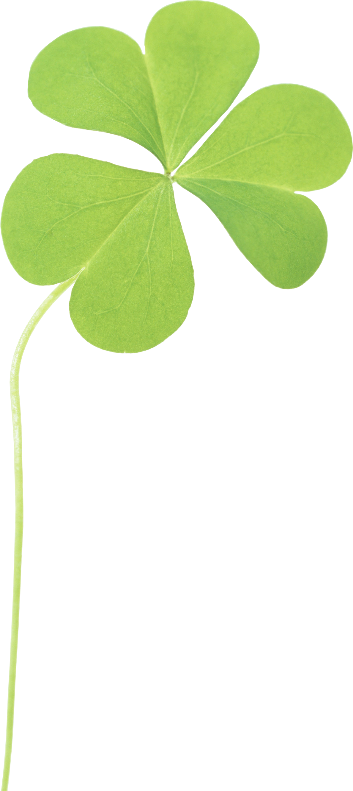 Clover Transparent PNG Image