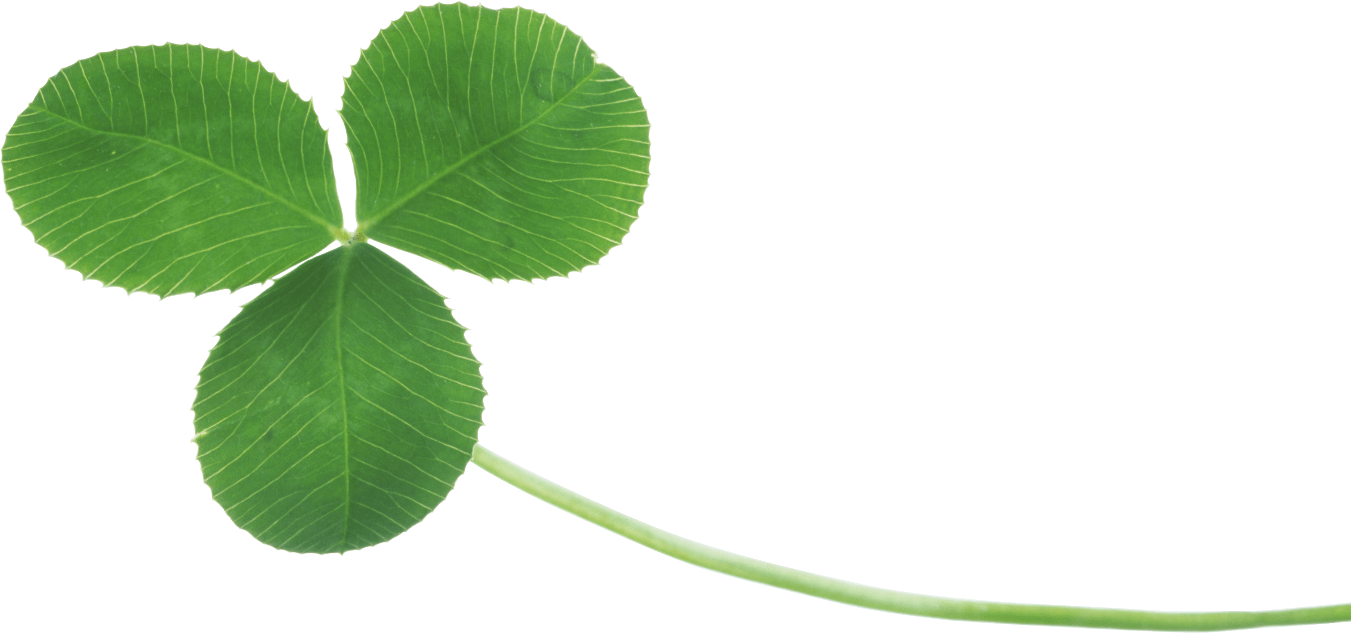 Clover Transparent PNG Image
