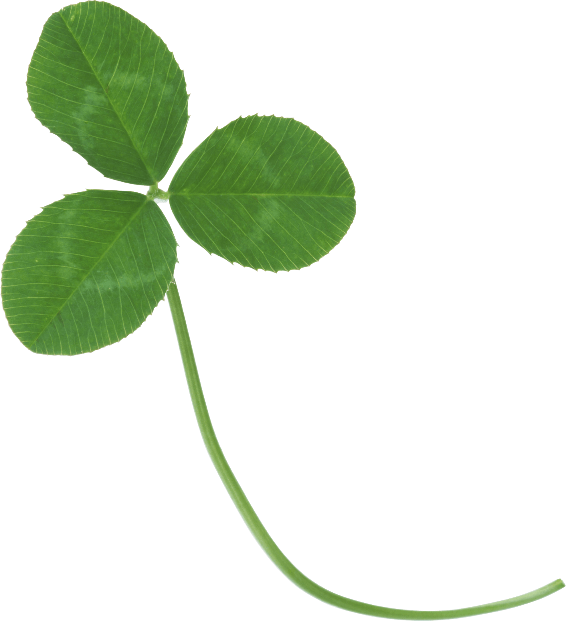 Clover Transparent PNG Image