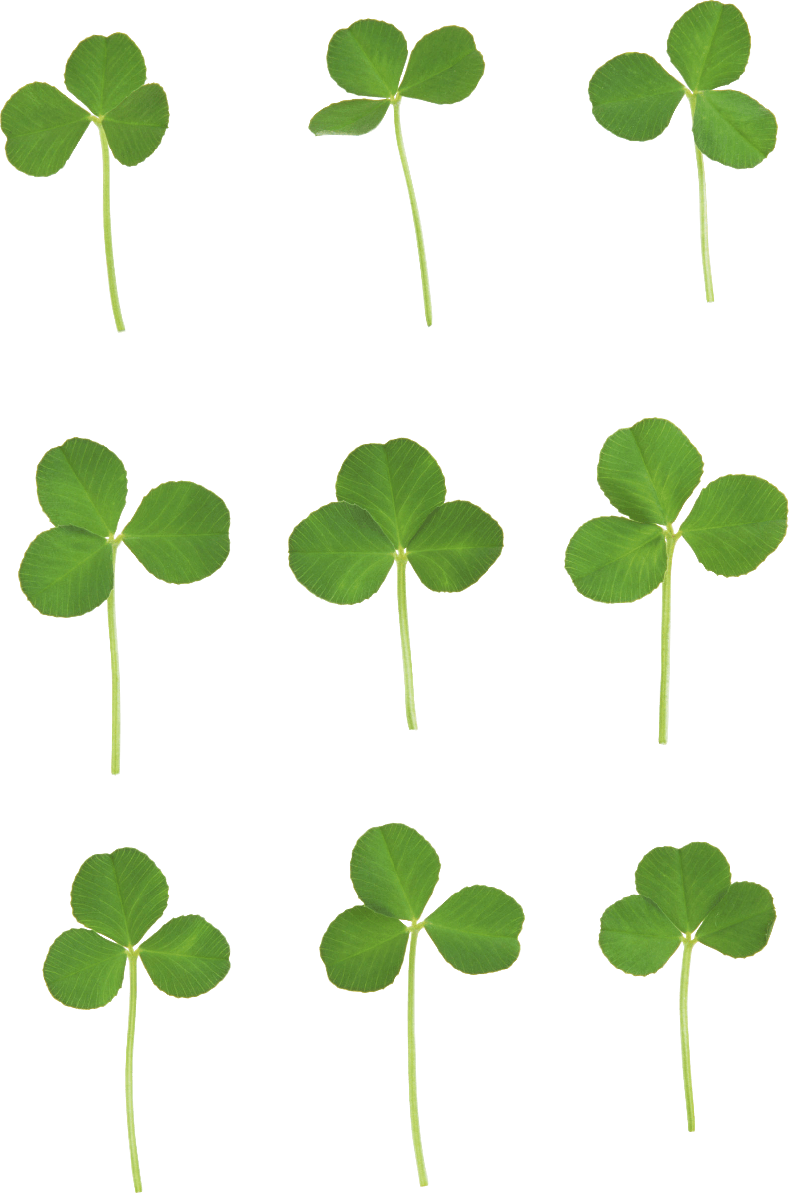 Clover Transparent PNG Image