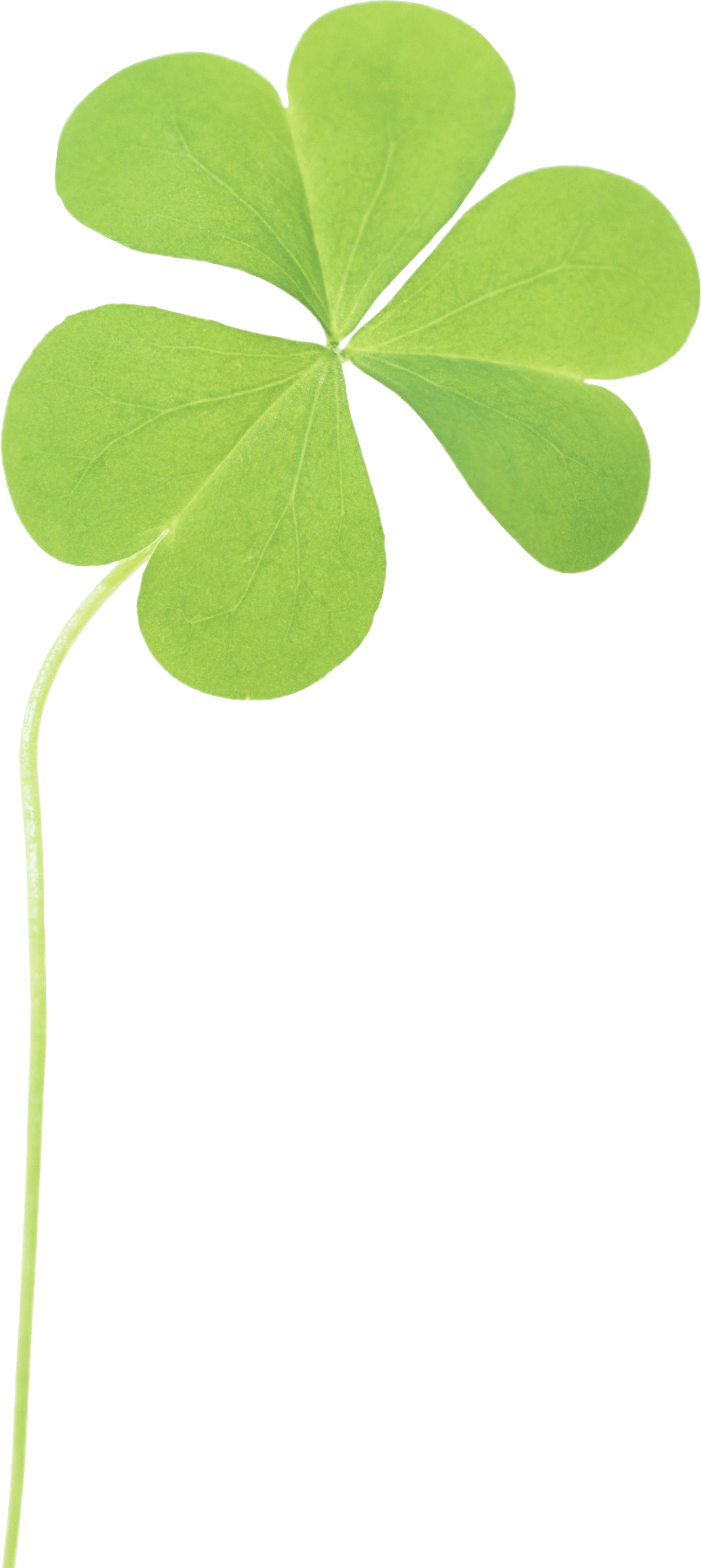 Clover Transparent PNG Image