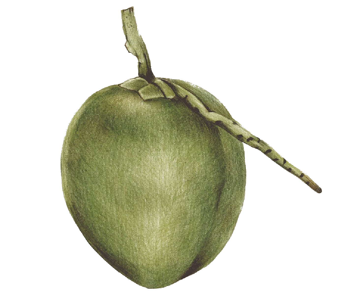 Green Coconut Organic Transparent PNG Image