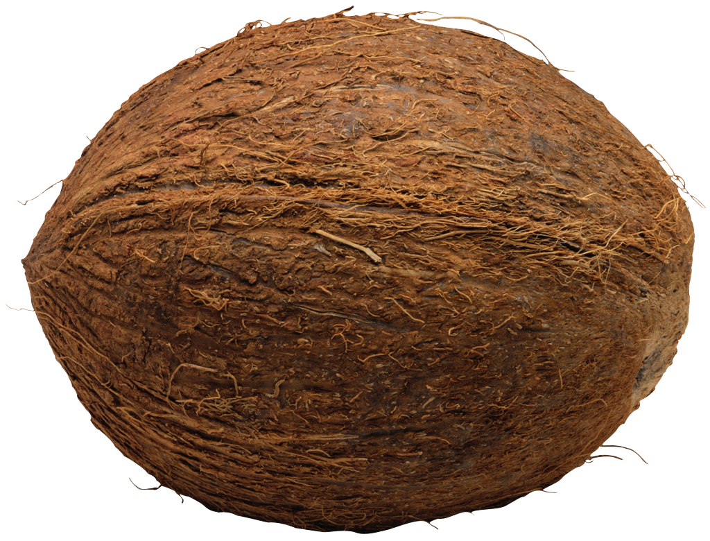 Coconut File Transparent PNG Image
