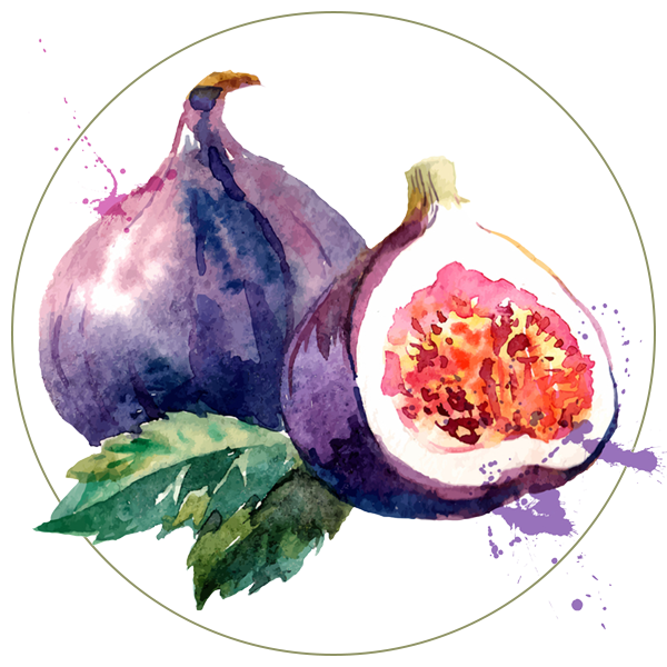 Watercolor Fig Transparent PNG Image