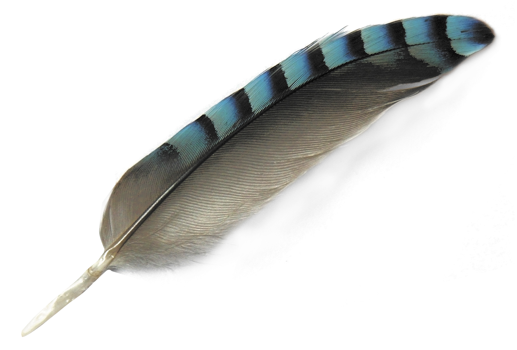 Watercolor Feather Transparent PNG Image