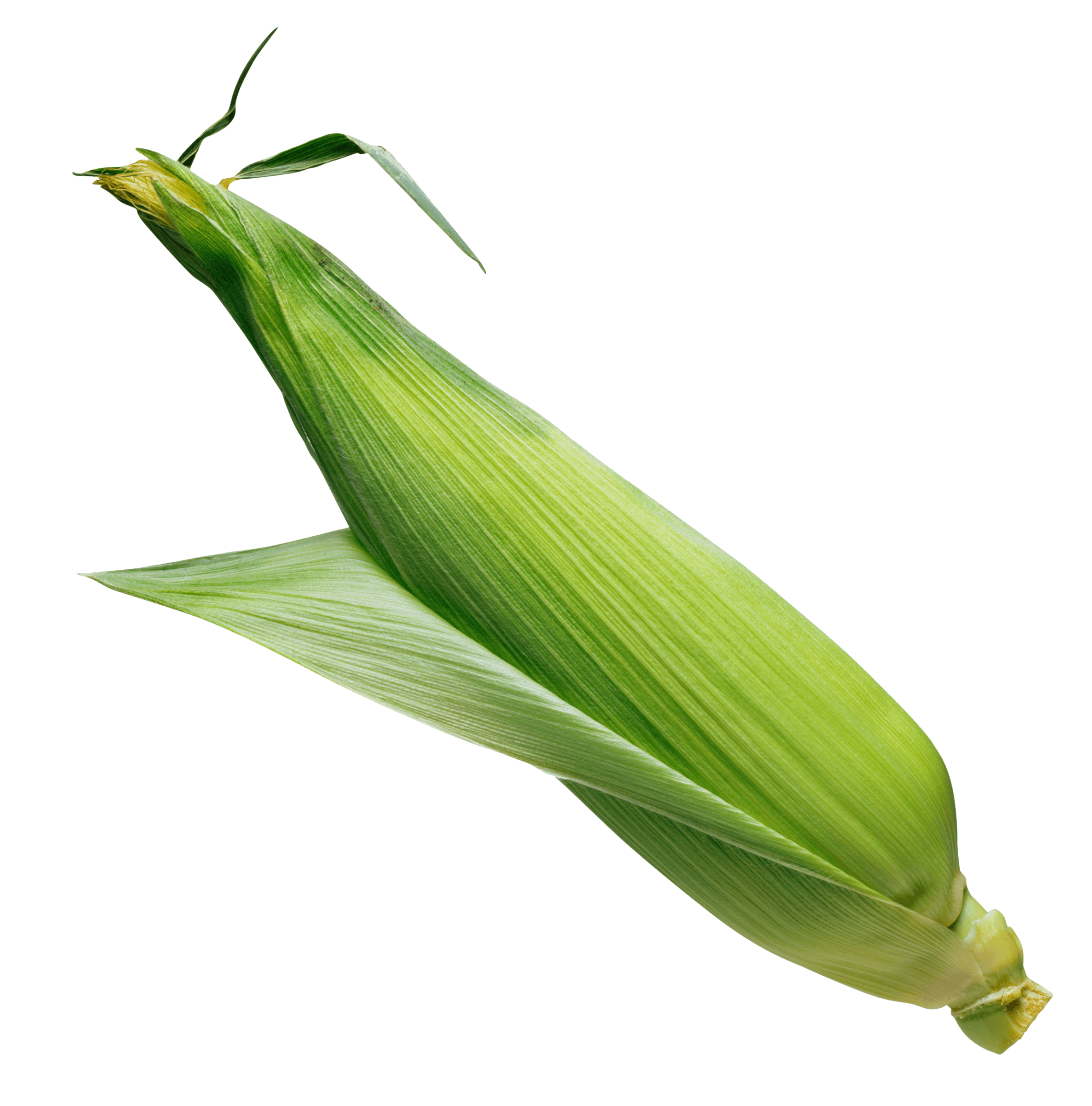 Corn Transparent PNG Image