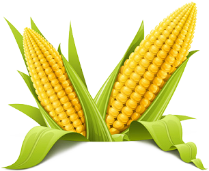 Corn Transparent PNG Image