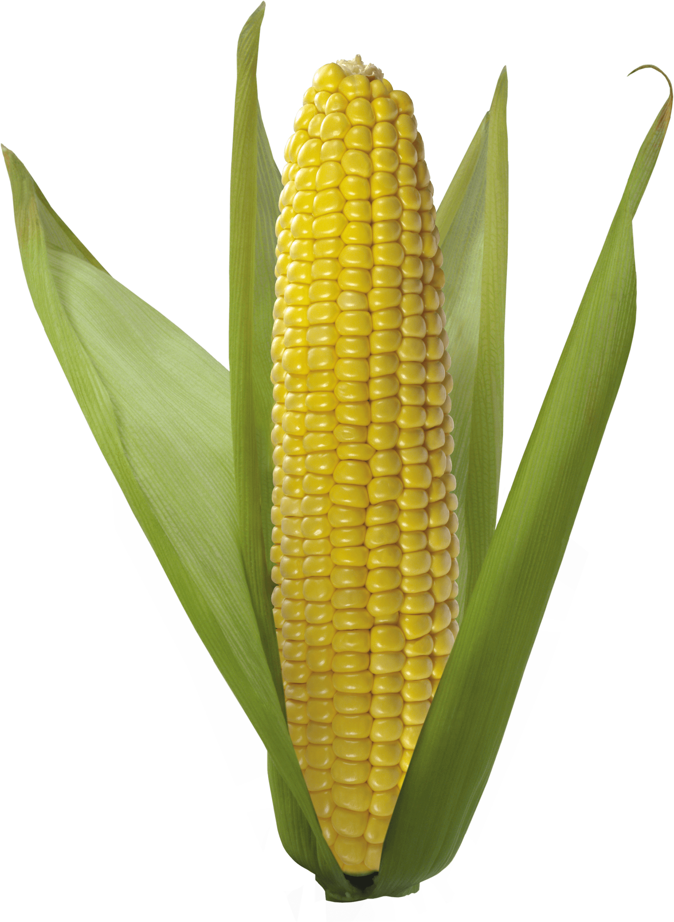 Corn Transparent PNG Image
