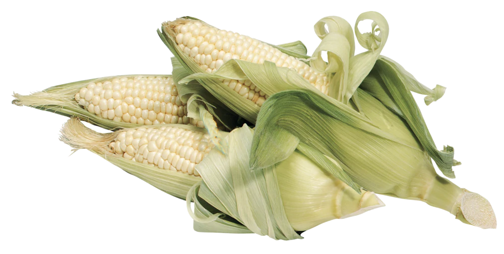 Baby Maize Corn Cobs Transparent PNG Image